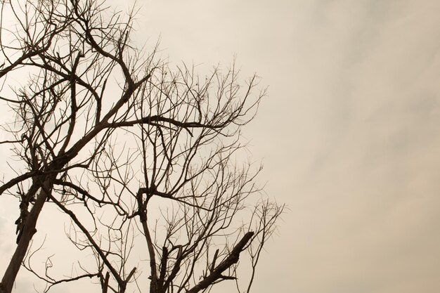 Low angle view of silhouette bare tree against sky