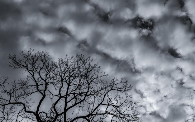 하늘을 배경으로 벌거벗은 나무의 실루의 낮은 각도 시각