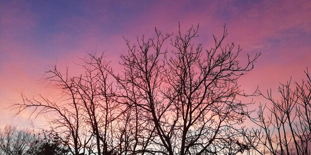 Low angle view of silhouette bare tree during sunset