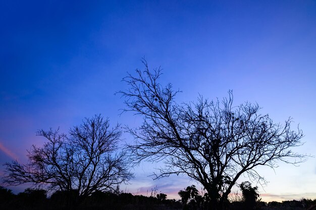 Low angle view of silhouette bare trees against blue sky