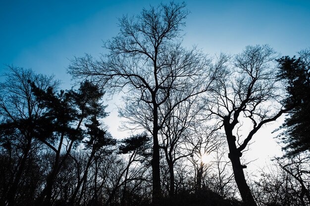 Low angle view of silhouette bare trees against clear blue sky