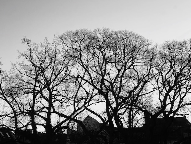 Photo low angle view of silhouette bare trees against clear sky