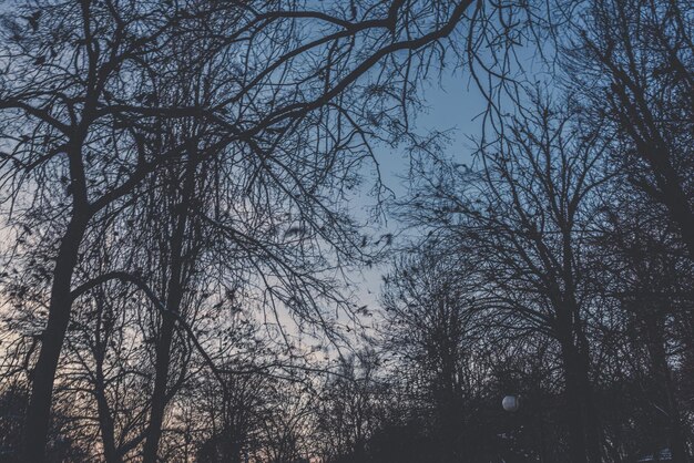 Photo low angle view of silhouette bare trees against sky