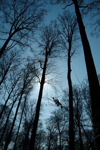 Low angle view of silhouette bare trees against sky