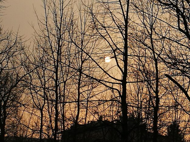 Low angle view of silhouette bare trees against sky