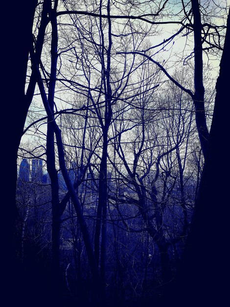 Foto vista a basso angolo di silhouette di alberi nudi nella foresta