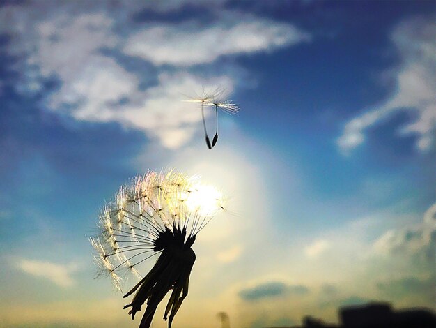 Foto vista a basso angolo dell'uccello a silhouette contro il cielo al tramonto