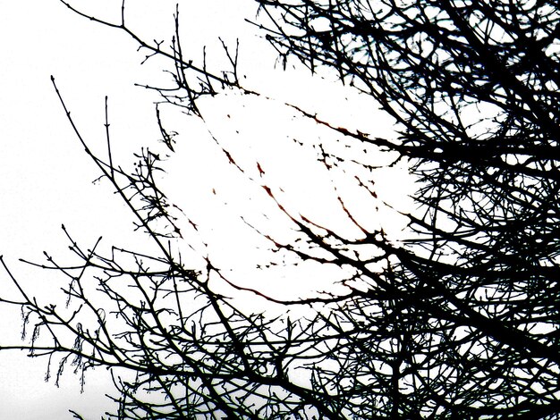 Low angle view of silhouette bird on branch against sky