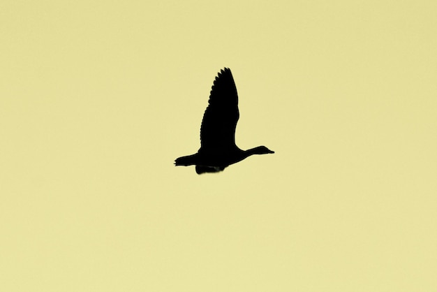 Photo low angle view of silhouette bird flying against clear sky during sunset