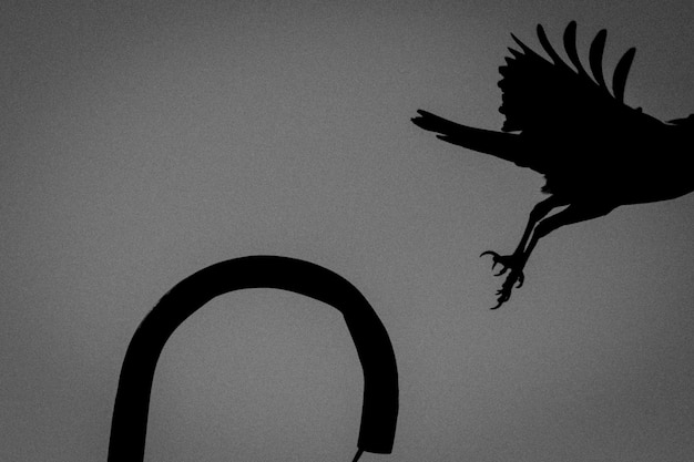 Photo low angle view of silhouette bird flying against clear sky