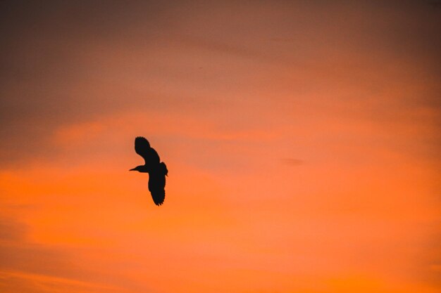 Low angle view of silhouette bird flying against orange sky