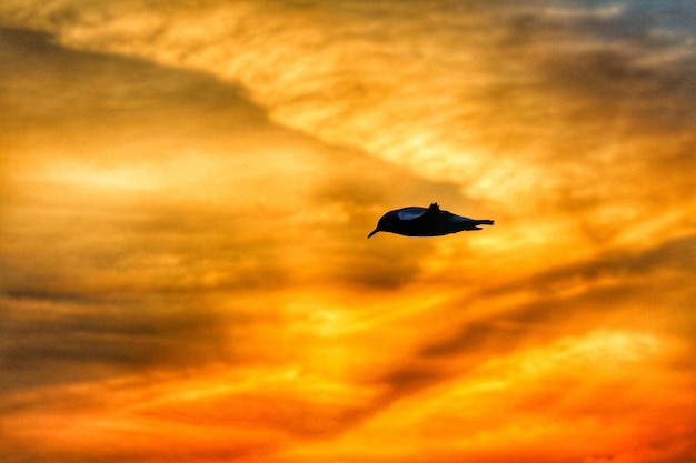 Low angle view of silhouette bird flying against orange sky