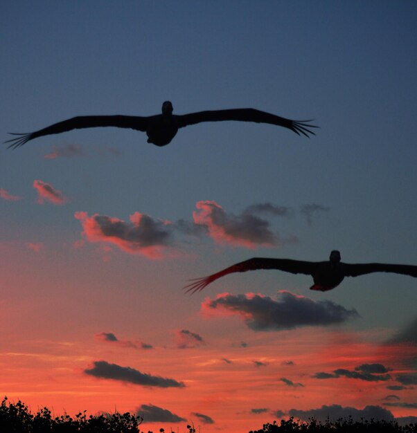 Low angle view of silhouette bird flying against sky during sunset