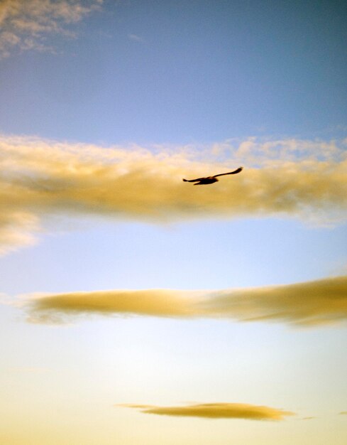 Foto vista a bassa angolazione di un uccello a silhouette che vola contro il cielo