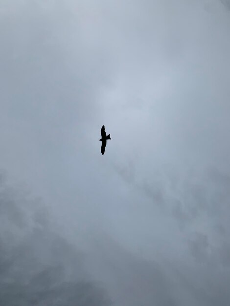 Low angle view of silhouette bird flying against sky