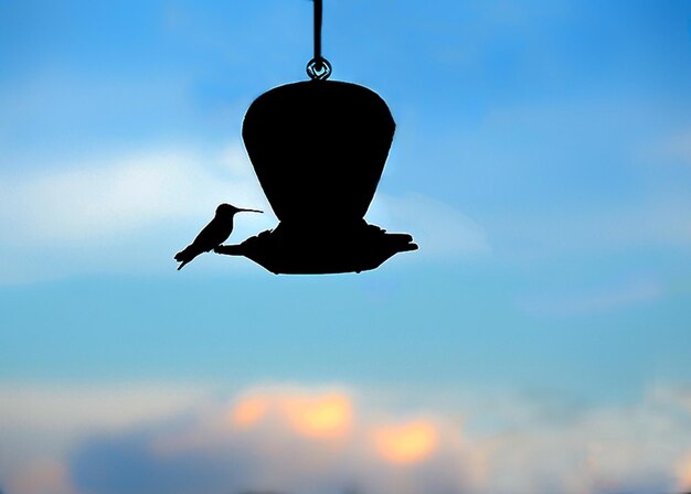 Foto vista a bassa angolazione di un uccello a silhouette che vola contro il cielo