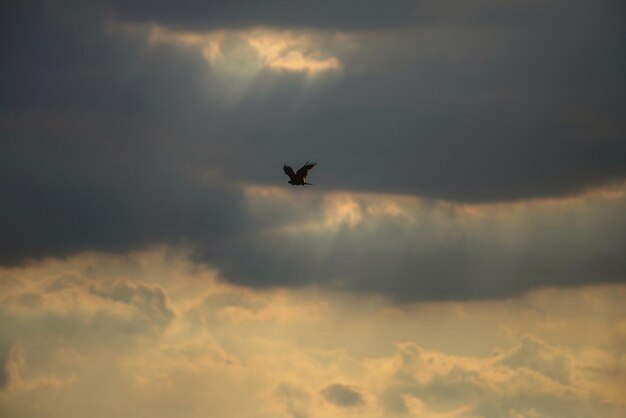 Photo low angle view of silhouette bird flying against sky