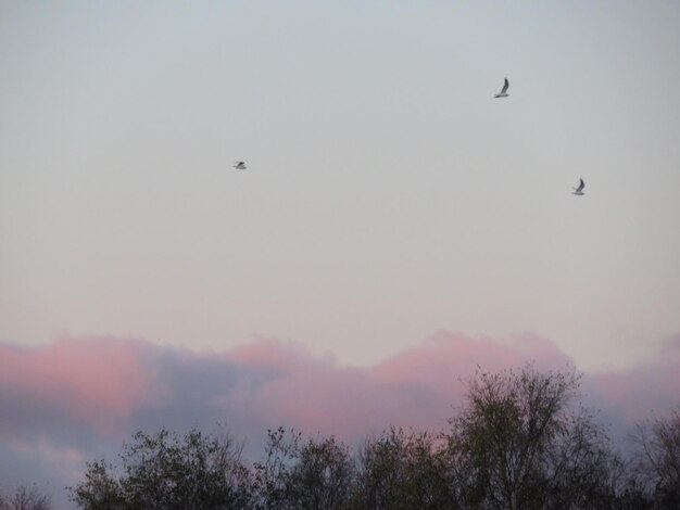 Low angle view of silhouette bird flying in sky