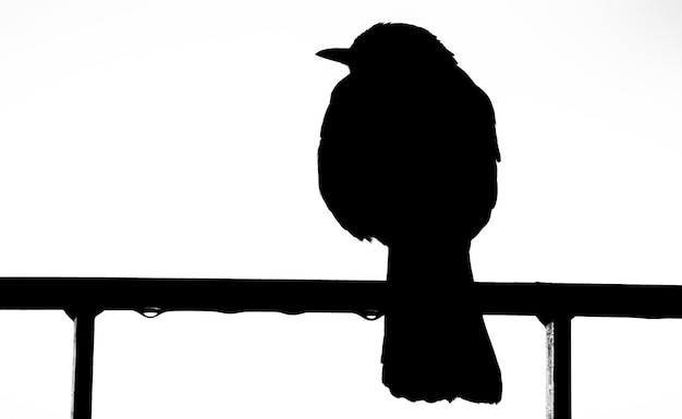 Low angle view of silhouette bird perching against clear sky