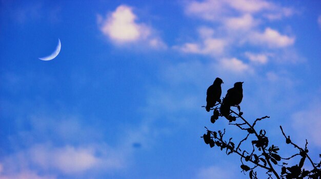 Low angle view of silhouette bird perching on branch against sky