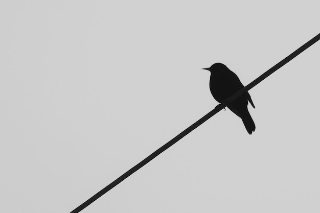 Low angle view of silhouette bird perching on cable against clear sky