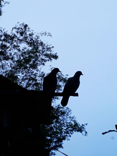 Low angle view of silhouette bird perching on tree against clear sky