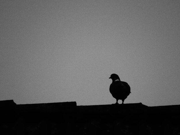 Photo low angle view of silhouette bird on roof against sky