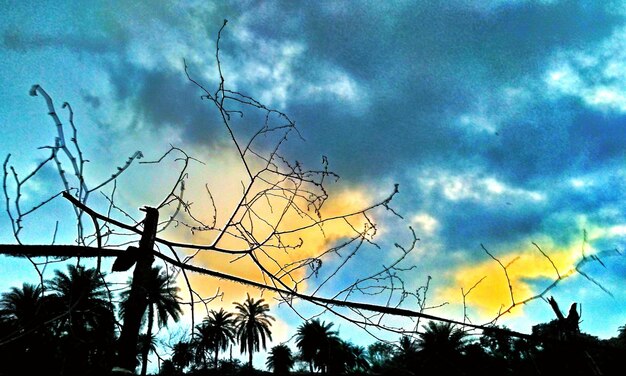 Low angle view of silhouette bird on tree against sky