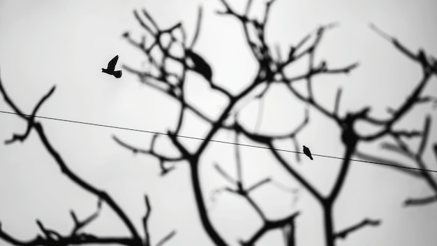 Photo low angle view of silhouette birds against bare branches