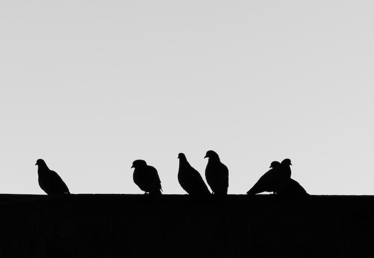 Photo 明るい空を背景に鳥のシルエットを低角度で見る
