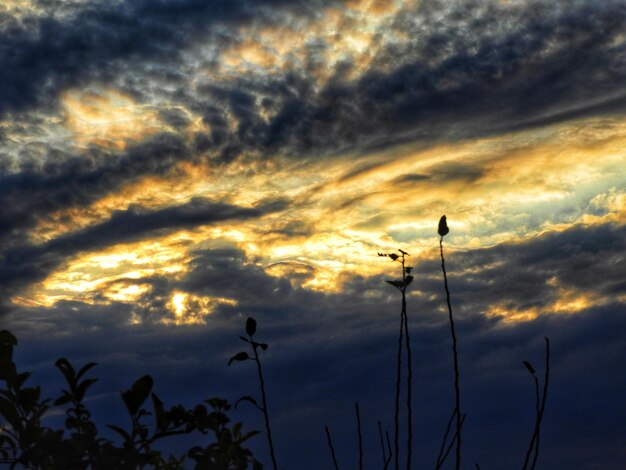 Low angle view of silhouette birds against sky during sunset