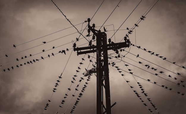 Photo low angle view of silhouette birds on electricity pylon against sky