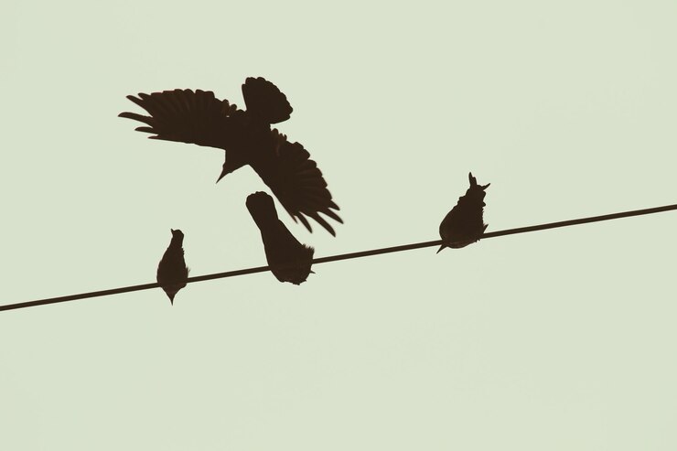 Photo 明るい空に照らして飛ぶ鳥のシルエットを低角度で眺める