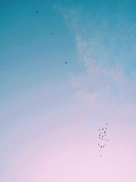 Photo low angle view of silhouette birds flying against sky