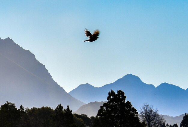 Low angle view of silhouette birds flying over mountain against sky
