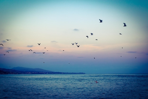 夕暮れ中に海を飛ぶ鳥のシルエットの低角度の景色