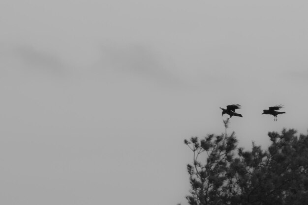 Low angle view of silhouette birds flying in the sky