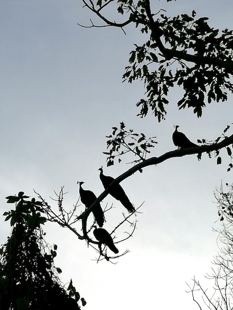 Photo low angle view of silhouette birds perching on tree against sky