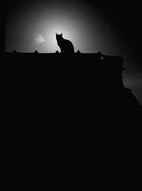 Foto vista a basso angolo di un gatto a silhouette seduto sul tetto contro il cielo al crepuscolo