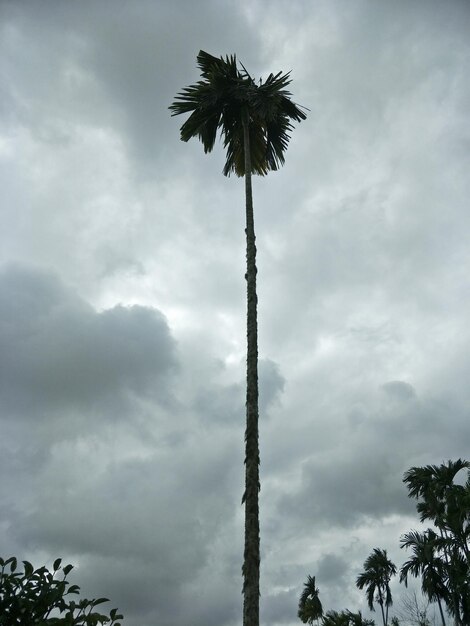 Low angle view of silhouette coconut palm tree against sky