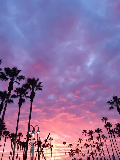 Low angle view of silhouette coconut palm trees against dramatic sky