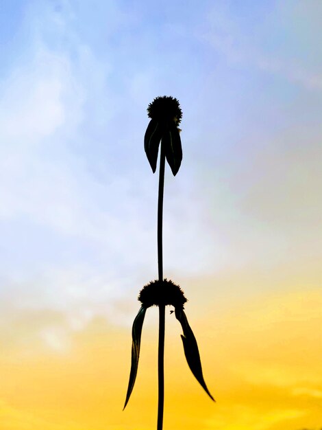 Low angle view of silhouette flowering plant against sky during sunset