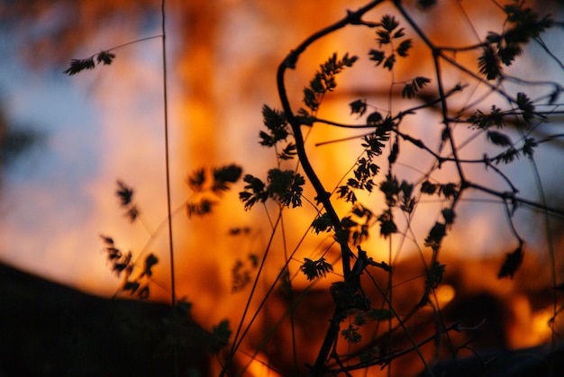 Low angle view of silhouette flowers against sunset sky