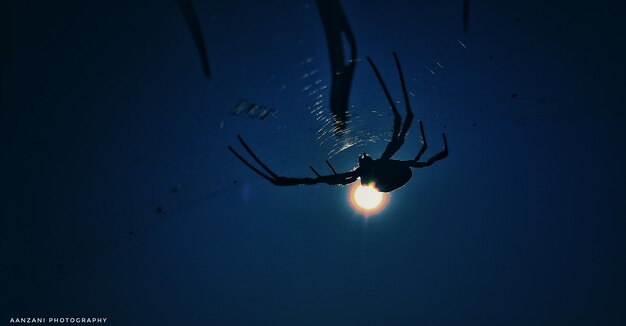 Low angle view of silhouette jellyfish swimming in water