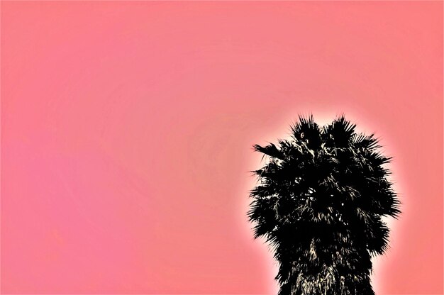 Low angle view of silhouette palm tree against orange sky