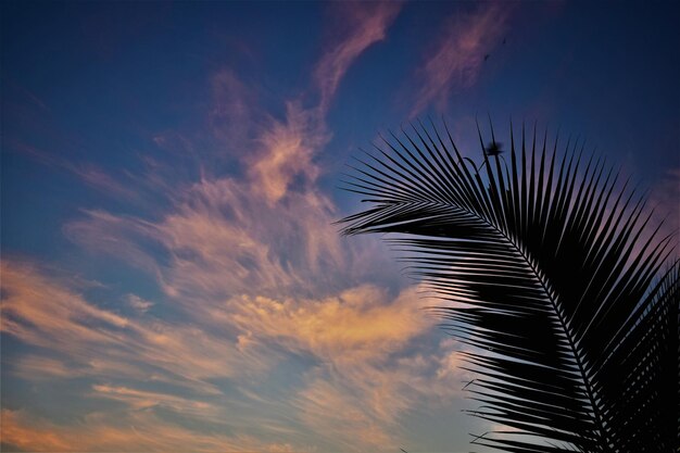 Low angle view of silhouette palm tree against sky during sunset