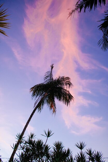 Low angle view of silhouette palm tree against sky at sunset