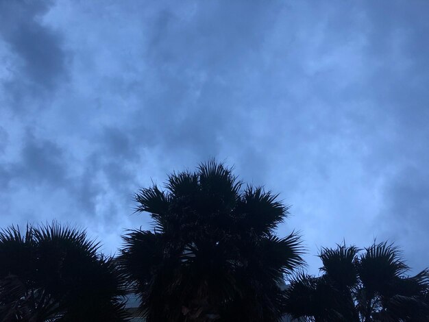 Low angle view of silhouette palm trees against blue sky