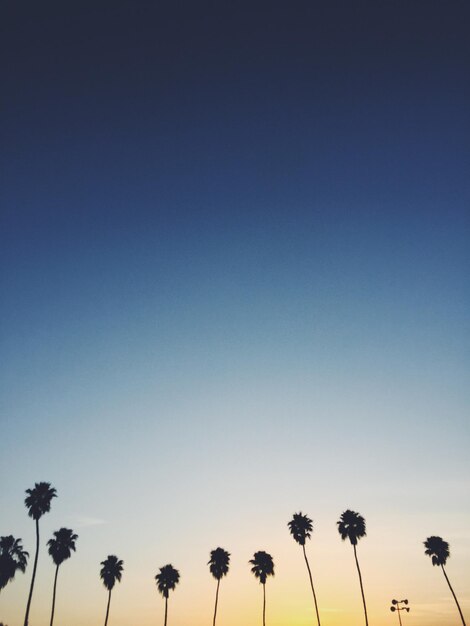 Photo low angle view of silhouette palm trees against clear sky during sunset