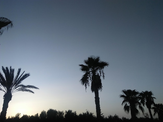 Photo low angle view of silhouette palm trees against clear sky